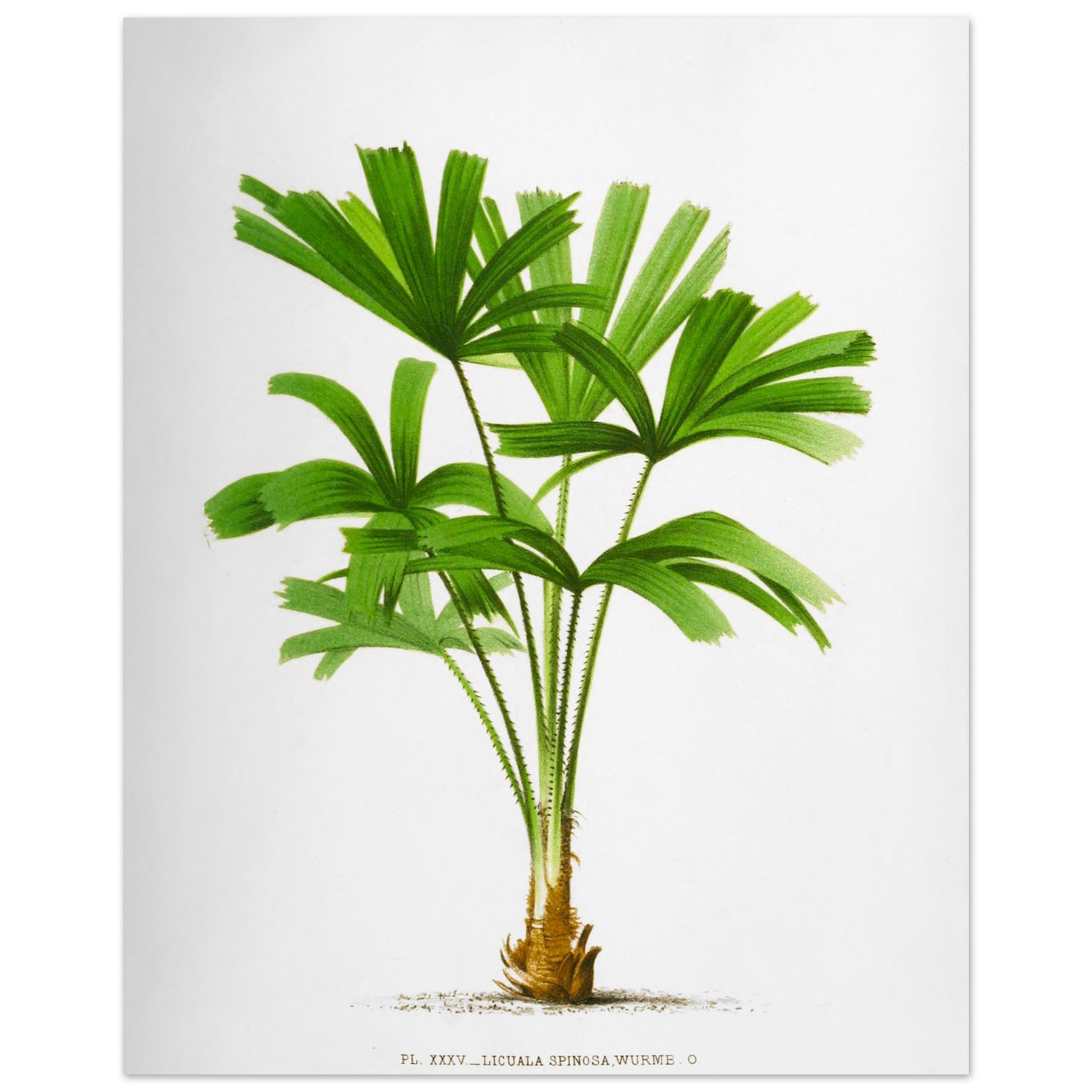 Gravure ancienne du palmier Licuala Spinosa (40x50 cm). Illustration botanique du Licuala Spinosa, un palmier aux feuilles vertes en éventail, plissées et segmentées, émanant d'un tronc court et épineux.