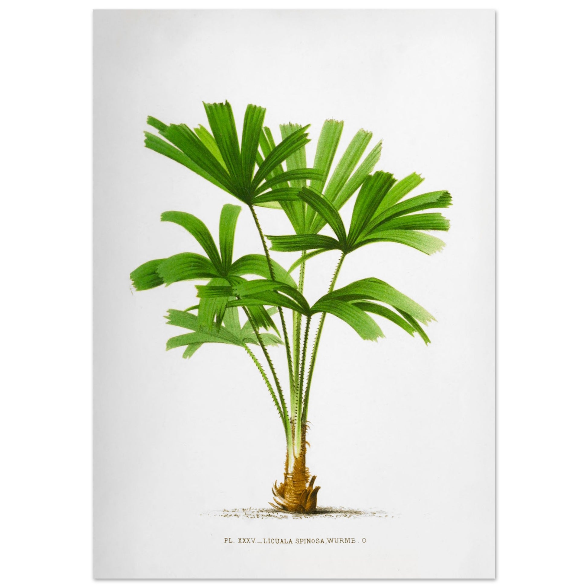 Gravure ancienne du palmier Licuala Spinosa (42x59,4 cm (A2)). Illustration botanique du Licuala Spinosa, un palmier aux feuilles vertes en éventail, plissées et segmentées, émanant d'un tronc court et épineux.