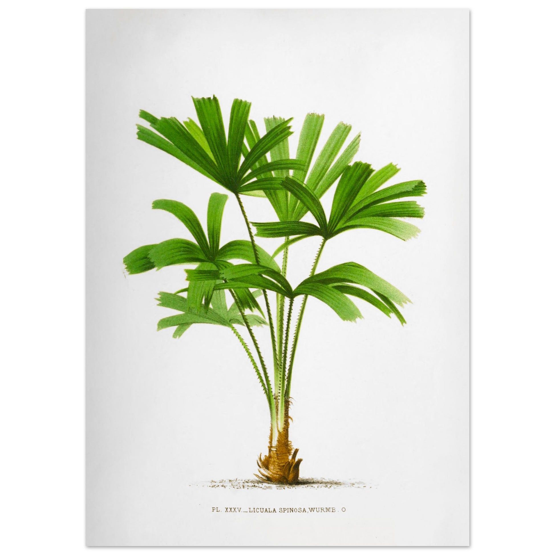 Gravure ancienne du palmier Licuala Spinosa (50x70 cm). Illustration botanique du Licuala Spinosa, un palmier aux feuilles vertes en éventail, plissées et segmentées, émanant d'un tronc court et épineux.