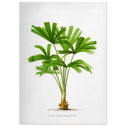 Gravure ancienne du palmier Licuala Spinosa (50x70 cm). Illustration botanique du Licuala Spinosa, un palmier aux feuilles vertes en éventail, plissées et segmentées, émanant d'un tronc court et épineux.