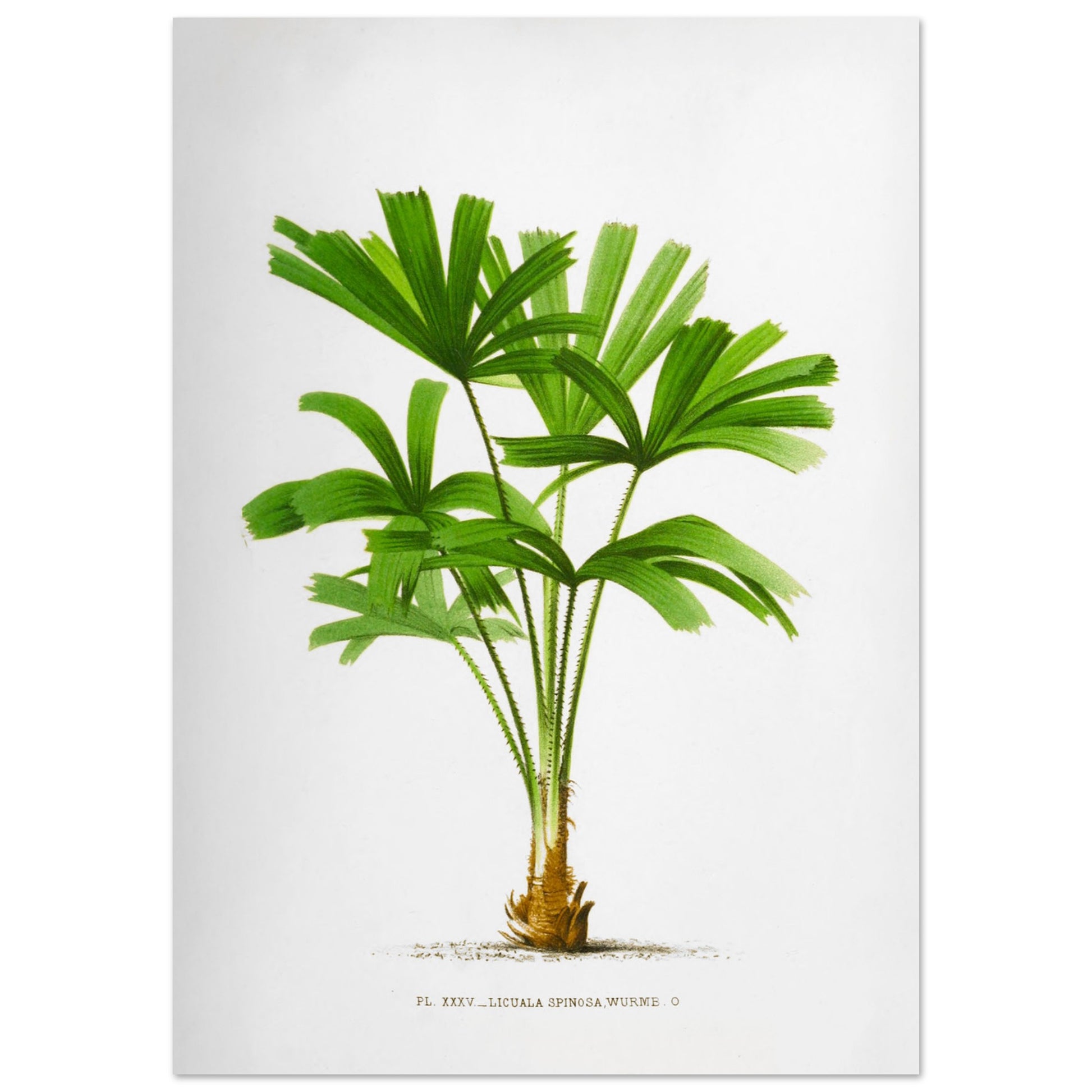 Gravure ancienne du palmier Licuala Spinosa (59,4x84,1 cm (A1)). Illustration botanique du Licuala Spinosa, un palmier aux feuilles vertes en éventail, plissées et segmentées, émanant d'un tronc court et épineux.