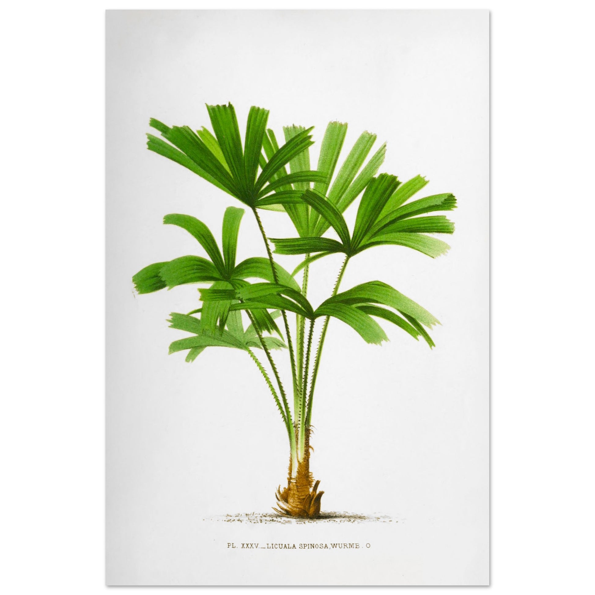 Gravure ancienne du palmier Licuala Spinosa (60x90 cm). Illustration botanique du Licuala Spinosa, un palmier aux feuilles vertes en éventail, plissées et segmentées, émanant d'un tronc court et épineux.