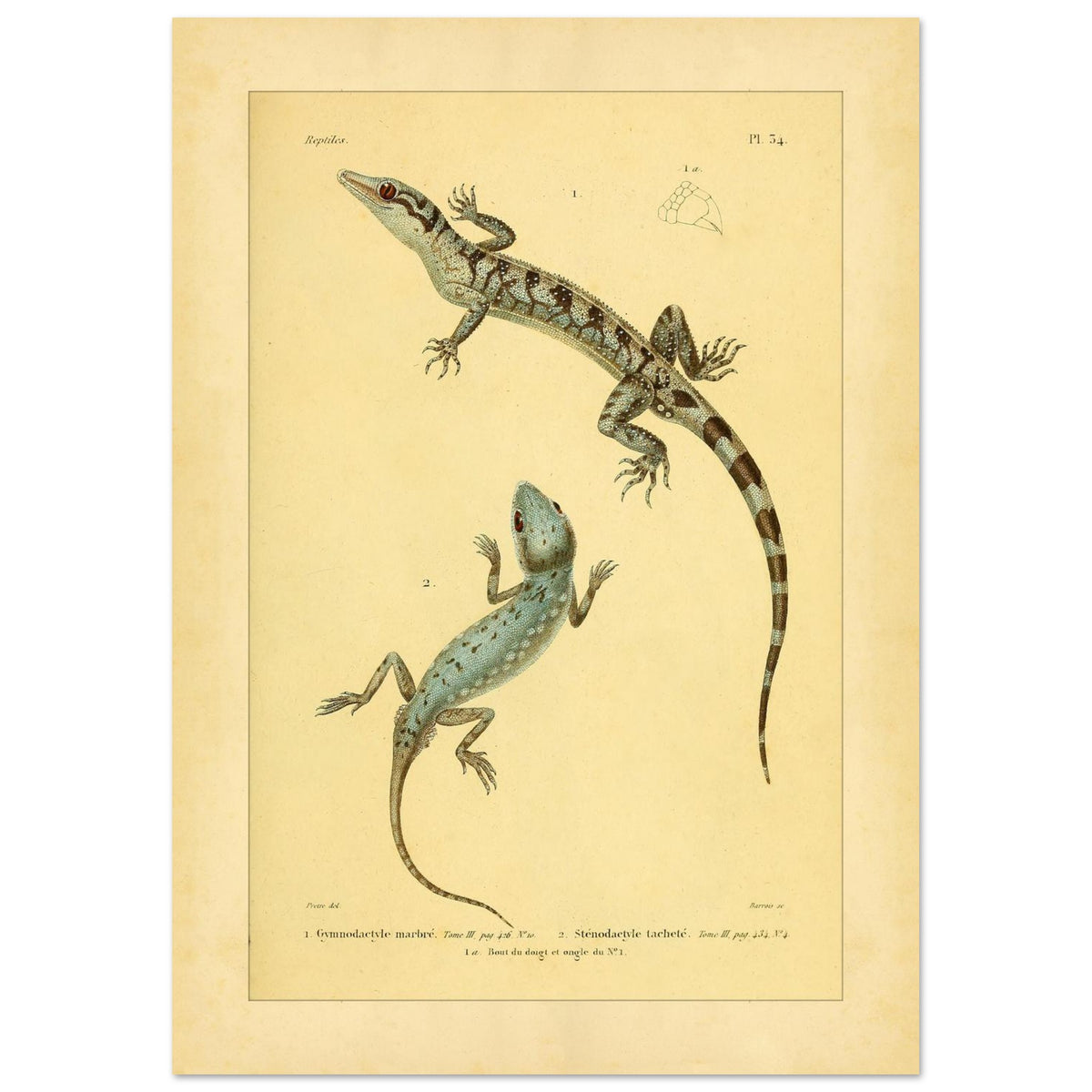 Marmorierter Gymnodactylus und gefleckter Stenodactylus: antike Eidechsenillustration (21x29,7 cm (A4)). Zoologische Illustrationstafel zweier Eidechsen, eines marmorierten Gymnodactylus und eines gefleckten Stenodactylus, mit Details ihrer Zehen.
