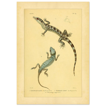 Marmorierter Gymnodactylus und gefleckter Stenodactylus: antike Eidechsenillustration (21x29,7 cm (A4)). Zoologische Illustrationstafel zweier Eidechsen, eines marmorierten Gymnodactylus und eines gefleckten Stenodactylus, mit Details ihrer Zehen.