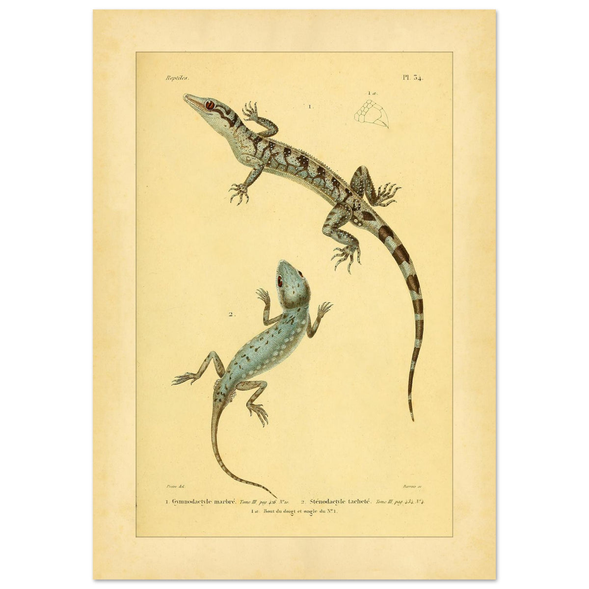 Marmorierter Gymnodactylus und gefleckter Stenodactylus: antike Eidechsenillustration (29,7x42 cm (A3)). Zoologische Illustrationstafel zweier Eidechsen, eines marmorierten Gymnodactylus und eines gefleckten Stenodactylus, mit Details ihrer Zehen.