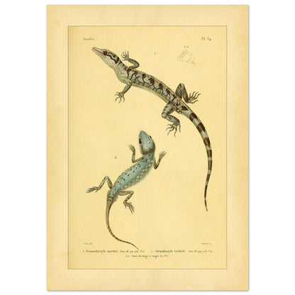 Marmorierter Gymnodactylus und gefleckter Stenodactylus: antike Eidechsenillustration (29,7x42 cm (A3)). Zoologische Illustrationstafel zweier Eidechsen, eines marmorierten Gymnodactylus und eines gefleckten Stenodactylus, mit Details ihrer Zehen.
