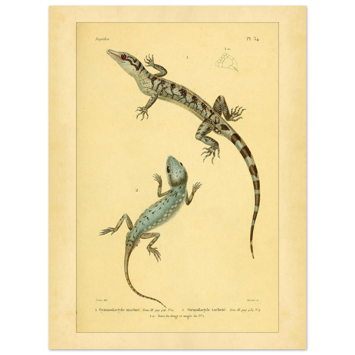 Marmorierter Gymnodactylus und gefleckter Stenodactylus: antike Eidechsenillustration (30x40 cm). Zoologische Illustrationstafel zweier Eidechsen, eines marmorierten Gymnodactylus und eines gefleckten Stenodactylus, mit Details ihrer Zehen.