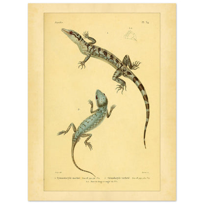 Marmorierter Gymnodactylus und gefleckter Stenodactylus: antike Eidechsenillustration (30x40 cm). Zoologische Illustrationstafel zweier Eidechsen, eines marmorierten Gymnodactylus und eines gefleckten Stenodactylus, mit Details ihrer Zehen.