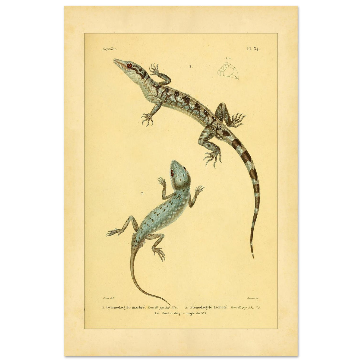 Marmorierter Gymnodactylus und gefleckter Stenodactylus: antike Eidechsenillustration (40x60 cm). Zoologische Illustrationstafel zweier Eidechsen, eines marmorierten Gymnodactylus und eines gefleckten Stenodactylus, mit Details ihrer Zehen.