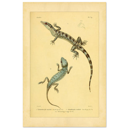 Marmorierter Gymnodactylus und gefleckter Stenodactylus: antike Eidechsenillustration (40x60 cm). Zoologische Illustrationstafel zweier Eidechsen, eines marmorierten Gymnodactylus und eines gefleckten Stenodactylus, mit Details ihrer Zehen.