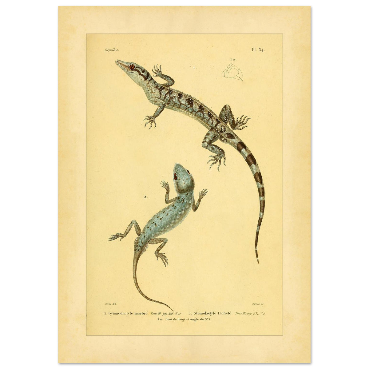 Marmorierter Gymnodactylus und gefleckter Stenodactylus: antike Eidechsenillustration (42x59,4 cm (A2)). Zoologische Illustrationstafel zweier Eidechsen, eines marmorierten Gymnodactylus und eines gefleckten Stenodactylus, mit Details ihrer Zehen.