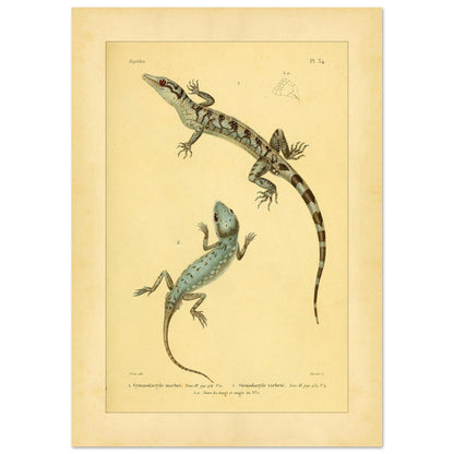 Marmorierter Gymnodactylus und gefleckter Stenodactylus: antike Eidechsenillustration (42x59,4 cm (A2)). Zoologische Illustrationstafel zweier Eidechsen, eines marmorierten Gymnodactylus und eines gefleckten Stenodactylus, mit Details ihrer Zehen.