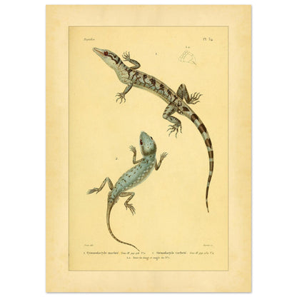 Marmorierter Gymnodactylus und gefleckter Stenodactylus: antike Eidechsenillustration (50x70 cm). Zoologische Illustrationstafel zweier Eidechsen, eines marmorierten Gymnodactylus und eines gefleckten Stenodactylus, mit Details ihrer Zehen.