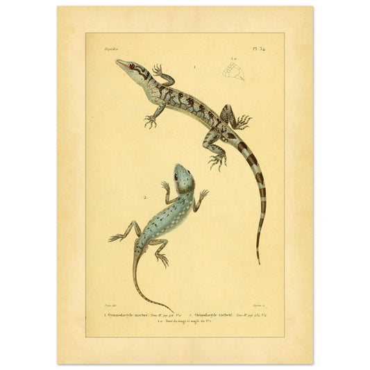 Marmorierter Gymnodactylus und gefleckter Stenodactylus: antike Eidechsenillustration (50x70 cm). Zoologische Illustrationstafel zweier Eidechsen, eines marmorierten Gymnodactylus und eines gefleckten Stenodactylus, mit Details ihrer Zehen.