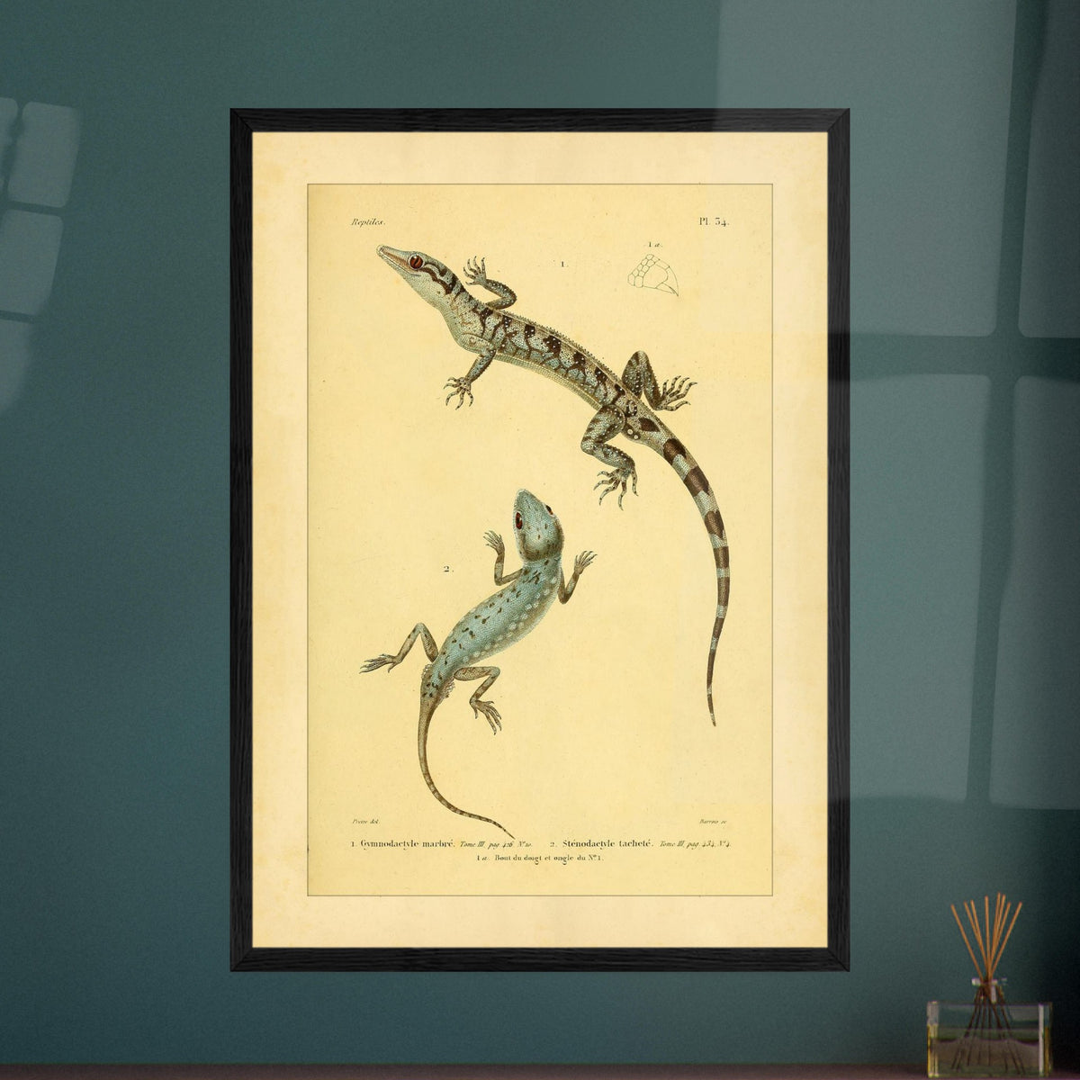 Marmorierter Gymnodactylus und gefleckter Stenodactylus: antike Eidechsenillustration. Zoologische Illustrationstafel zweier Eidechsen, eines marmorierten Gymnodactylus und eines gefleckten Stenodactylus, mit Details ihrer Zehen.