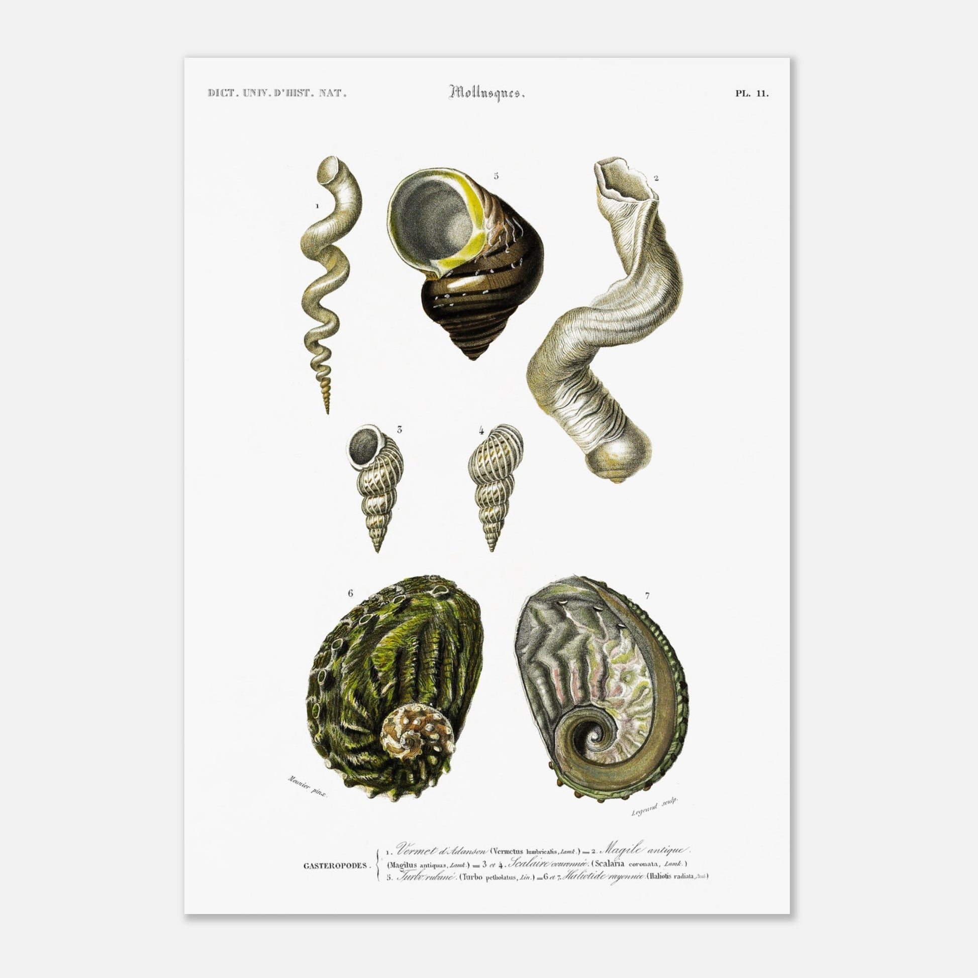 Haliotide rayonnée, Vermet d’Adanson, Turbo rubané, Scalaire couronnée - illustration naturaliste du Dictionnaire Universel d'Histoire Naturelle de Charles d'Orbigny - Taille 29,7x42 cm (A3)