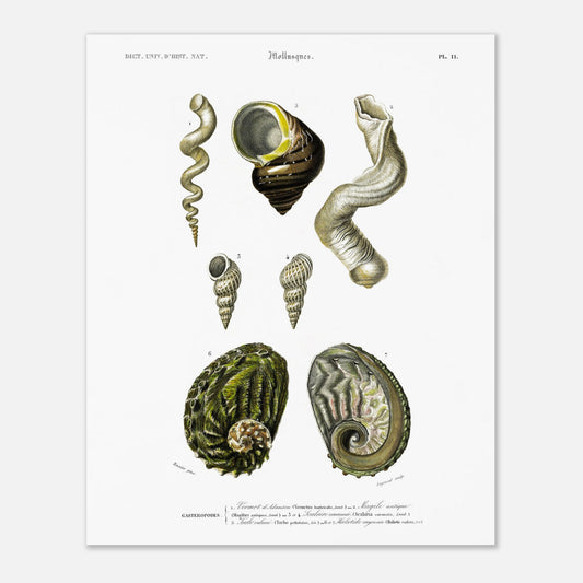 Haliotide rayonnée, Vermet d’Adanson, Turbo rubané, Scalaire couronnée - illustration naturaliste du Dictionnaire Universel d'Histoire Naturelle de Charles d'Orbigny - Taille 40x50 cm