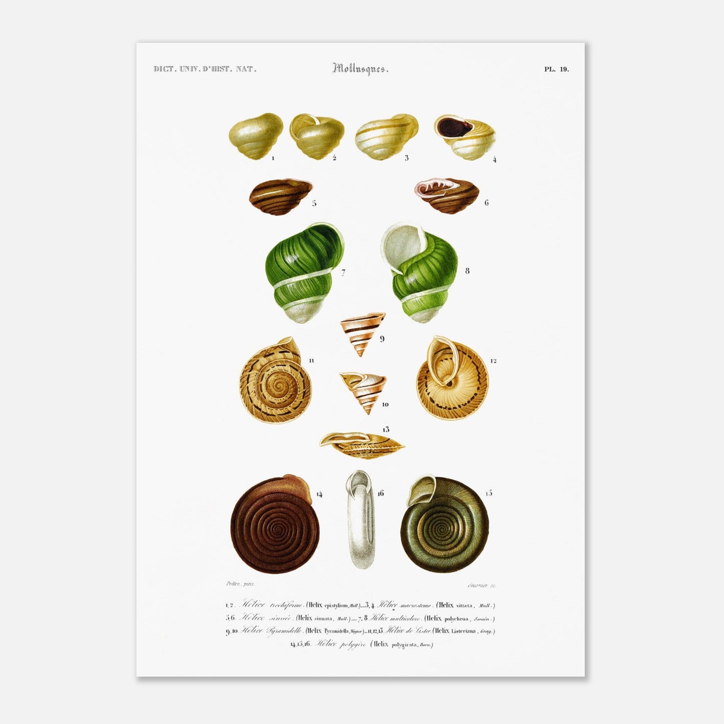 Hélice trochiforme, Hélice macrostome, Hélice sinuée, Hélice multicolore, Hélice pyramidale, Hélice de Lister, Hélice polygyre - illustration naturaliste du Dictionnaire Universel d'Histoire Naturelle - Taille 29,7x42 cm (A3)