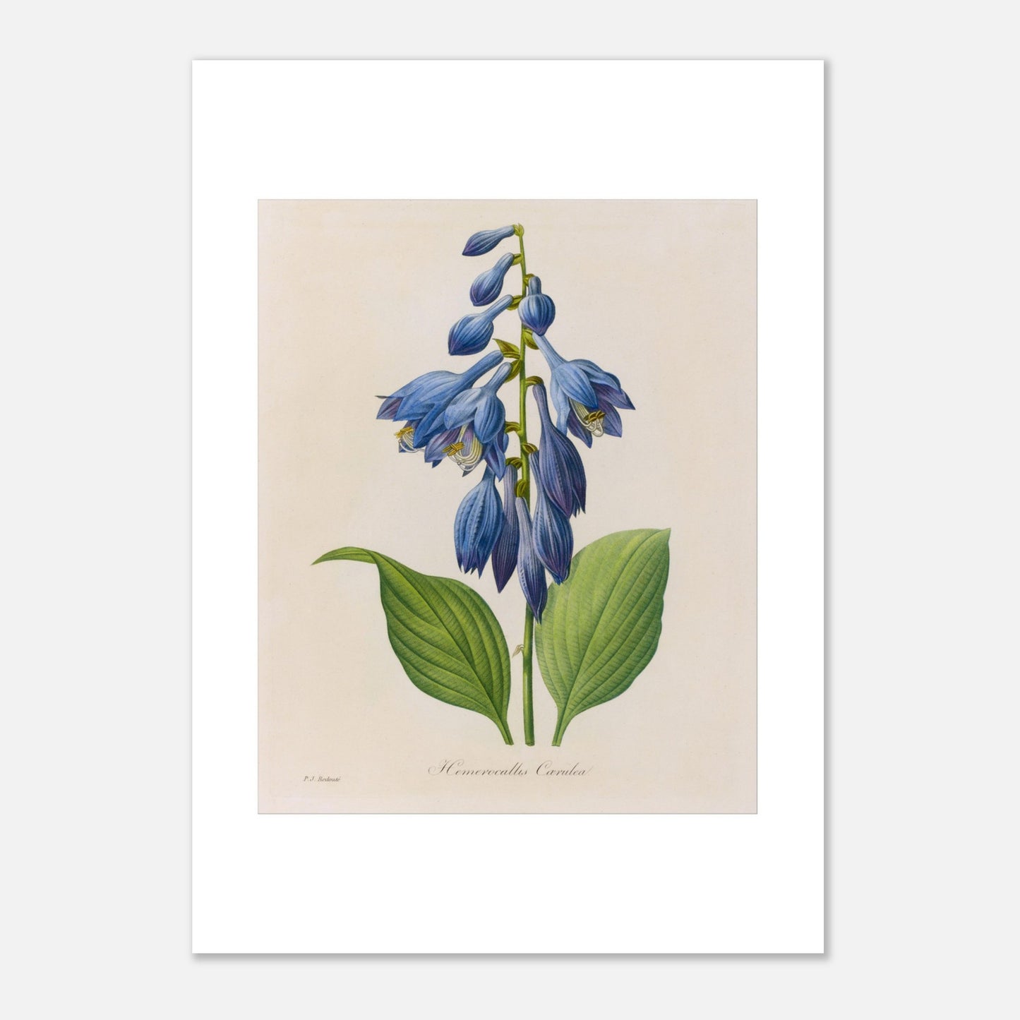 Planche botanique ancienne Hemerocallis Cærulea par Pierre-Joseph Redouté (21x29,7 cm (A4)). Planche botanique de Pierre-Joseph Redouté montrant une plante de Hemerocallis caerulea aux fleurs bleues en forme de clochettes, avec des feuilles vertes.