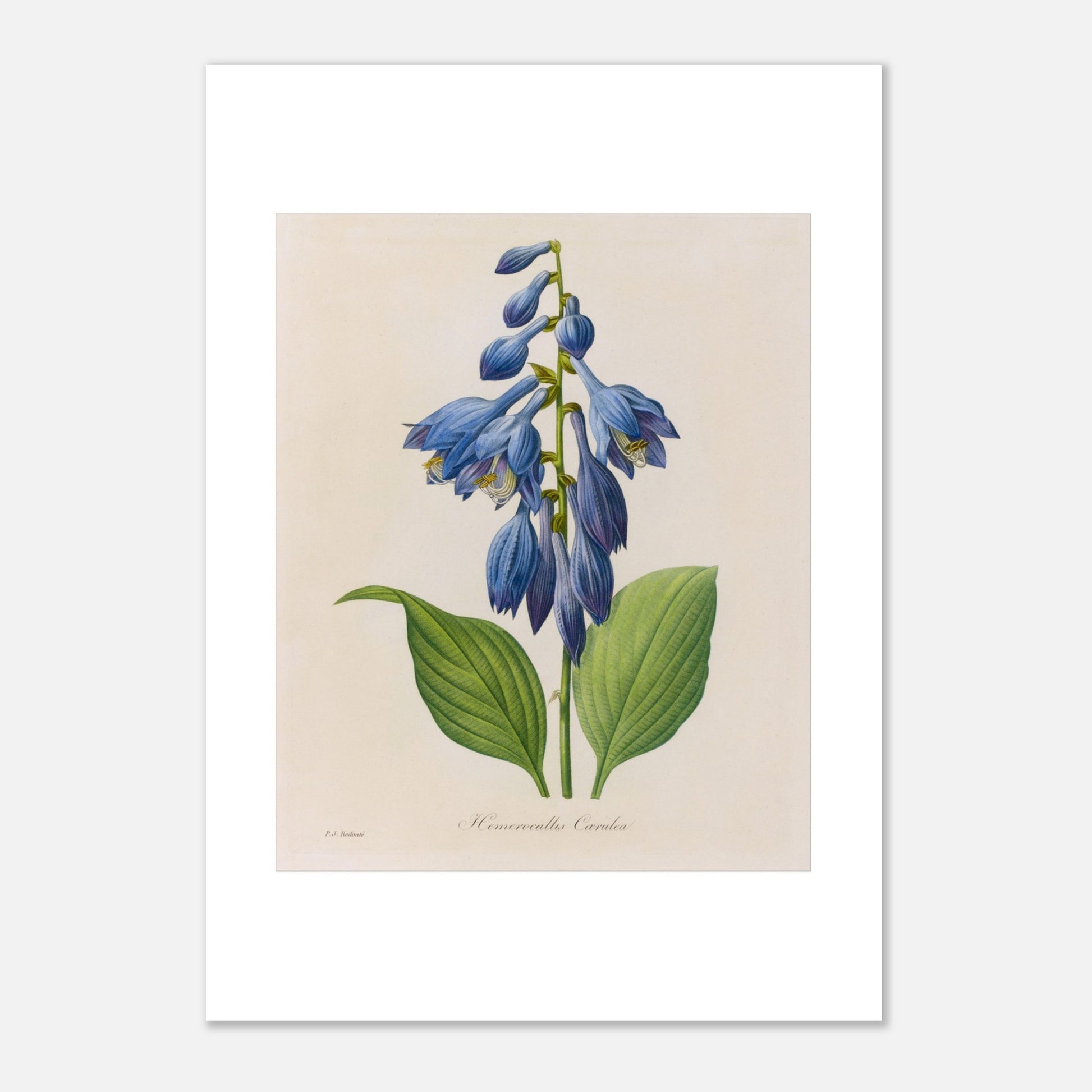 Planche botanique ancienne Hemerocallis Cærulea par Pierre-Joseph Redouté (21x29,7 cm (A4)). Planche botanique de Pierre-Joseph Redouté montrant une plante de Hemerocallis caerulea aux fleurs bleues en forme de clochettes, avec des feuilles vertes.