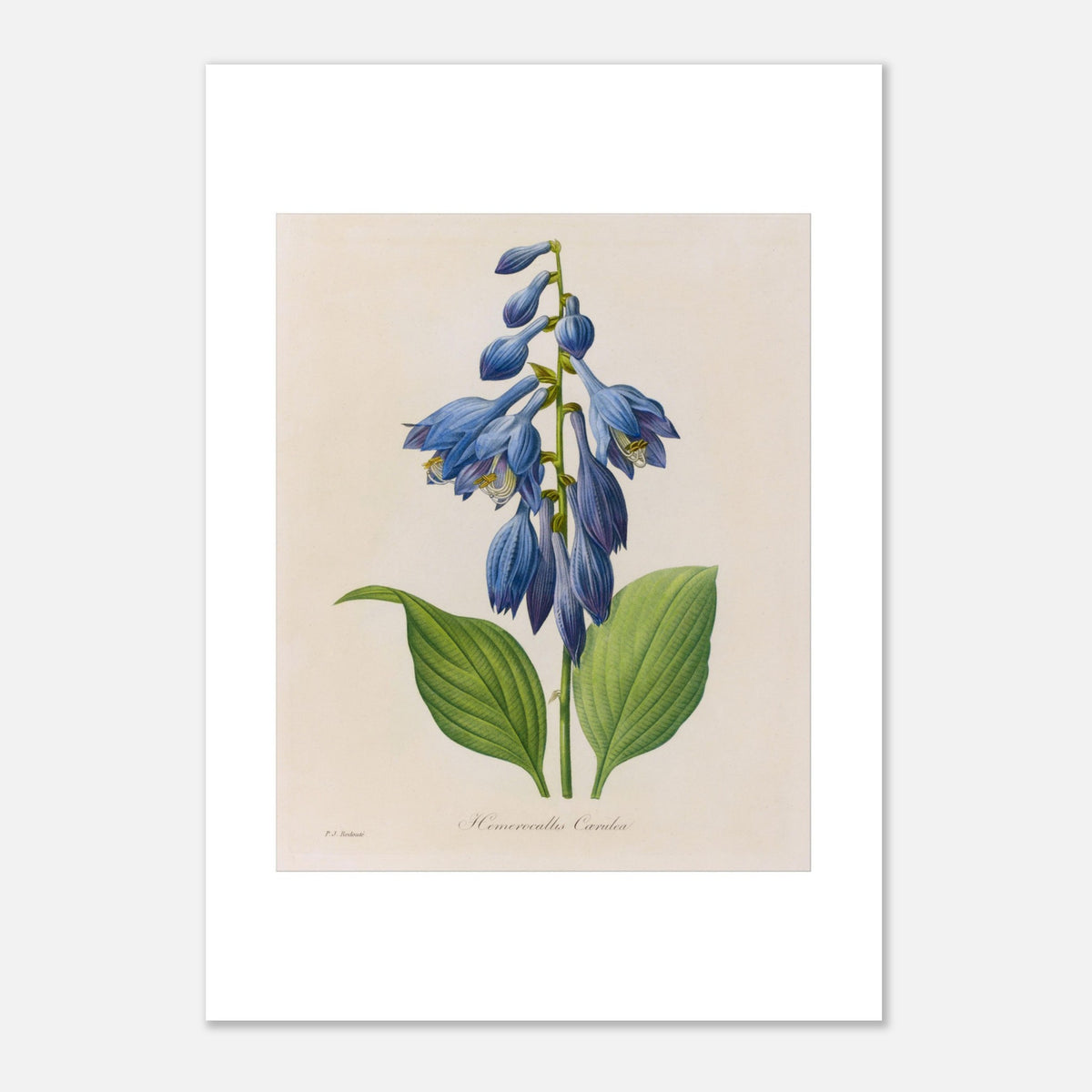 Antica tavola botanica Hemerocallis Cærulea di Pierre-Joseph Redouté (21x29,7 cm (A4)). Tavola botanica di Pierre-Joseph Redouté che mostra una pianta di Hemerocallis caerulea con fiori blu a forma di campanula e foglie verdi.