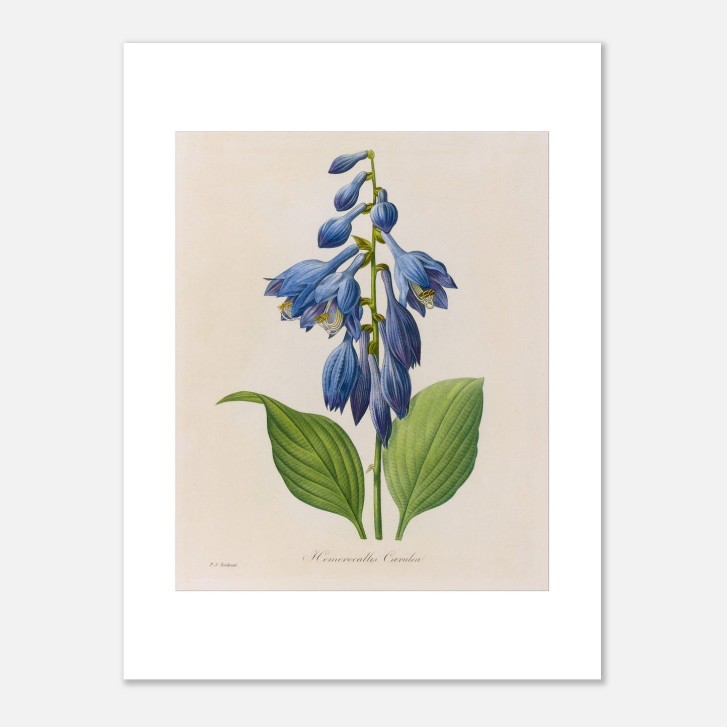 Planche botanique ancienne Hemerocallis Cærulea par Pierre-Joseph Redouté (30x40 cm). Planche botanique de Pierre-Joseph Redouté montrant une plante de Hemerocallis caerulea aux fleurs bleues en forme de clochettes, avec des feuilles vertes.