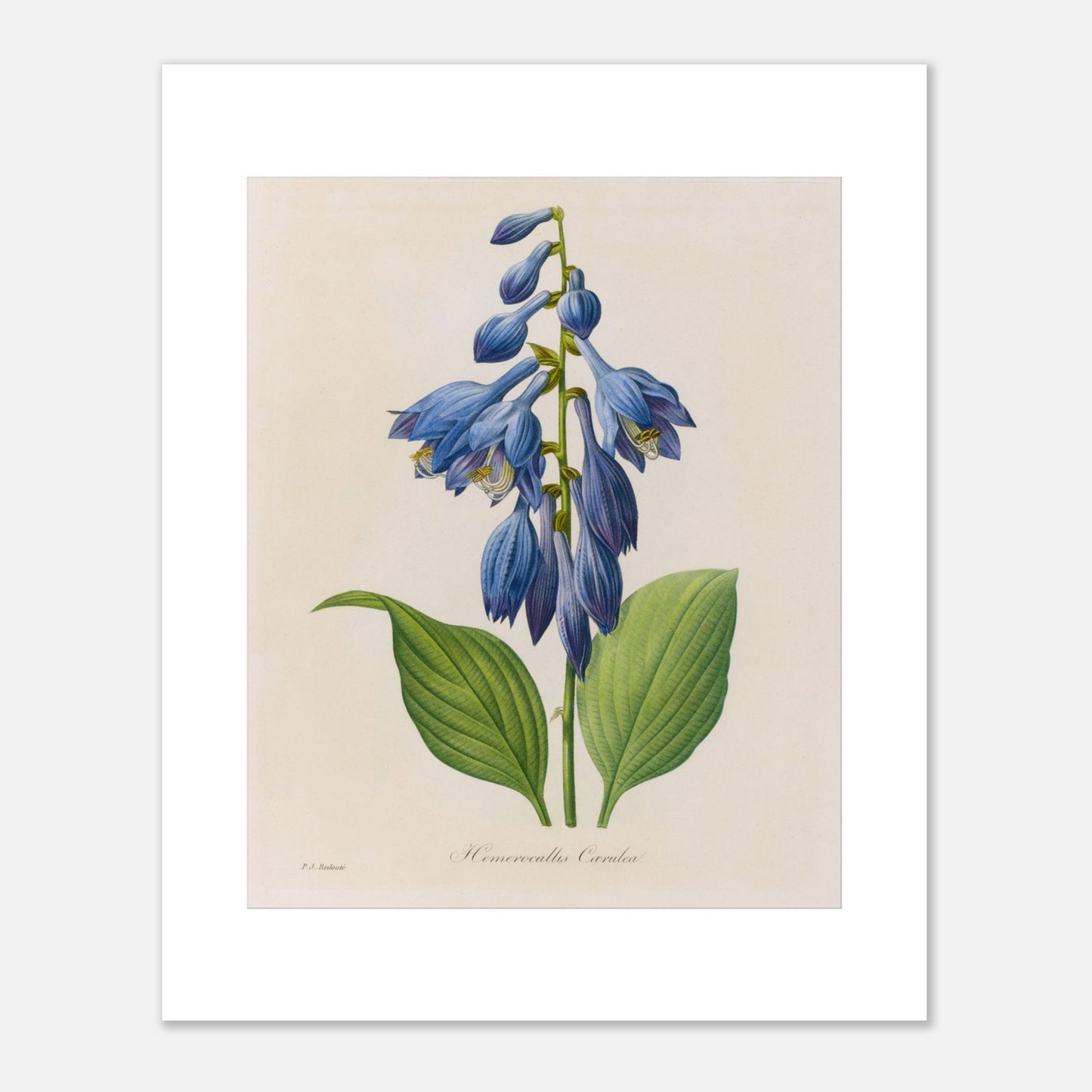 Planche botanique ancienne Hemerocallis Cærulea par Pierre-Joseph Redouté (40x50 cm). Planche botanique de Pierre-Joseph Redouté montrant une plante de Hemerocallis caerulea aux fleurs bleues en forme de clochettes, avec des feuilles vertes.