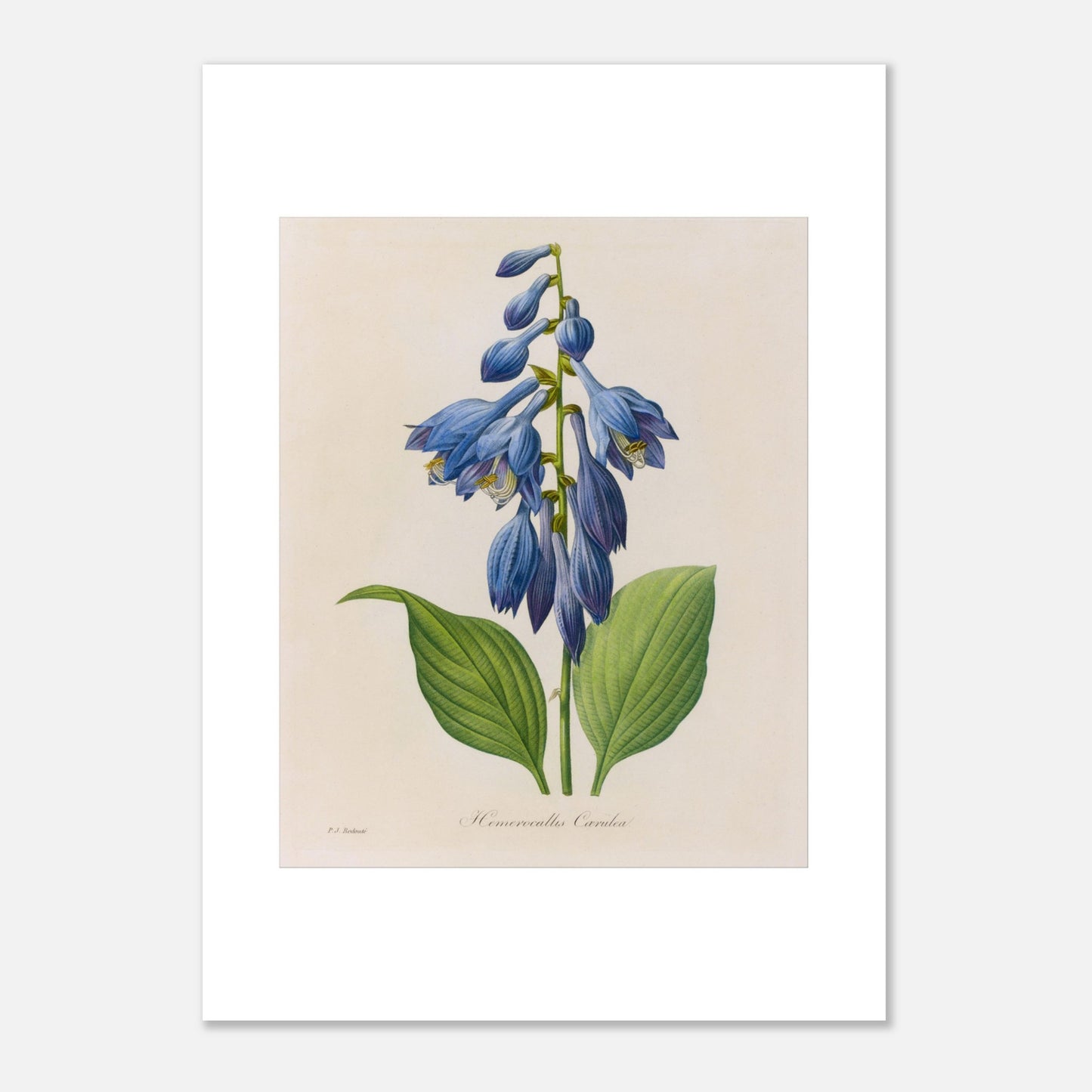 Planche botanique ancienne Hemerocallis Cærulea par Pierre-Joseph Redouté (50x70 cm). Planche botanique de Pierre-Joseph Redouté montrant une plante de Hemerocallis caerulea aux fleurs bleues en forme de clochettes, avec des feuilles vertes.