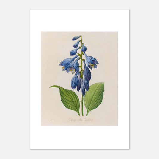Planche botanique ancienne Hemerocallis Cærulea par Pierre-Joseph Redouté (50x70 cm). Planche botanique de Pierre-Joseph Redouté montrant une plante de Hemerocallis caerulea aux fleurs bleues en forme de clochettes, avec des feuilles vertes.