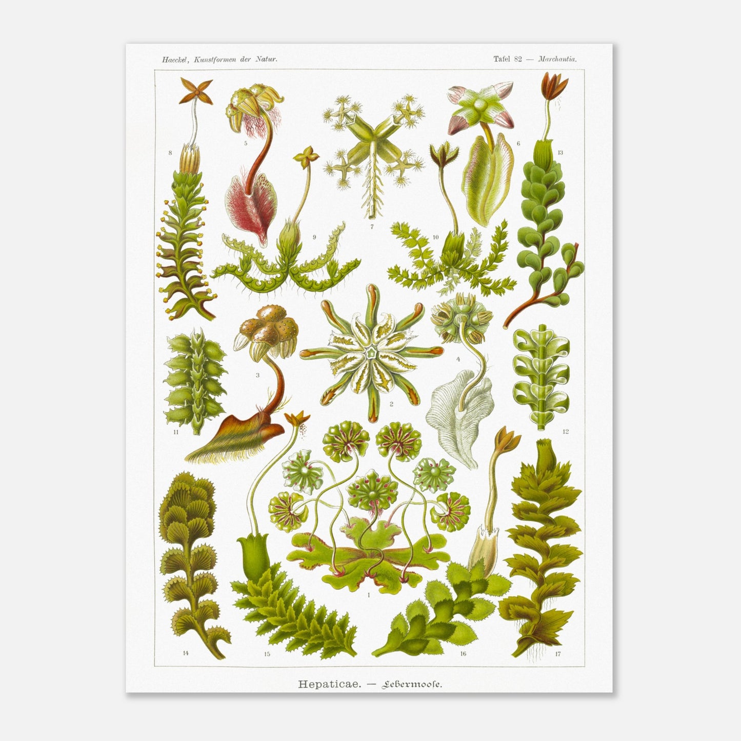 Planche botanique d'hépatiques par Ernst Haeckel (30x40 cm). Planche scientifique d'hépatiques dessinées avec soin par Ernst Haeckel, montrant plusieurs espèces numérotées.