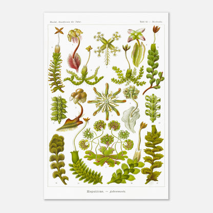 Planche botanique d'hépatiques par Ernst Haeckel (40x60 cm). Planche scientifique d'hépatiques dessinées avec soin par Ernst Haeckel, montrant plusieurs espèces numérotées.