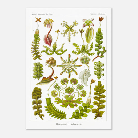 Planche botanique d'hépatiques par Ernst Haeckel (42x59,4 cm (A2)). Planche scientifique d'hépatiques dessinées avec soin par Ernst Haeckel, montrant plusieurs espèces numérotées.
