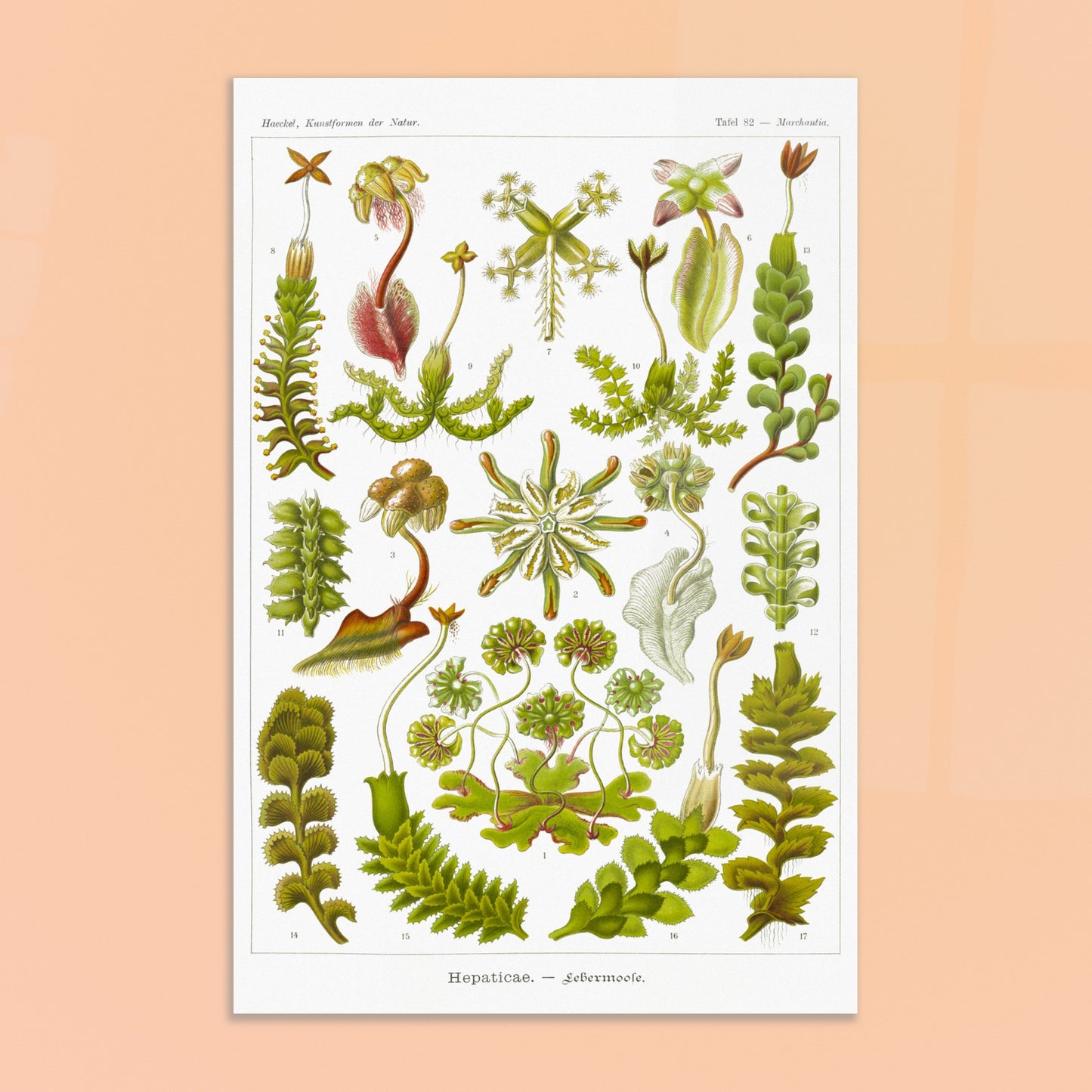 Planche botanique d'hépatiques par Ernst Haeckel. Planche scientifique d'hépatiques dessinées avec soin par Ernst Haeckel, montrant plusieurs espèces numérotées. Image d'illustration 8