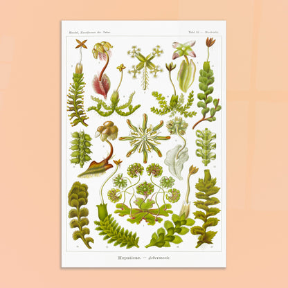 Planche botanique d'hépatiques par Ernst Haeckel. Planche scientifique d'hépatiques dessinées avec soin par Ernst Haeckel, montrant plusieurs espèces numérotées. Image d'illustration 8