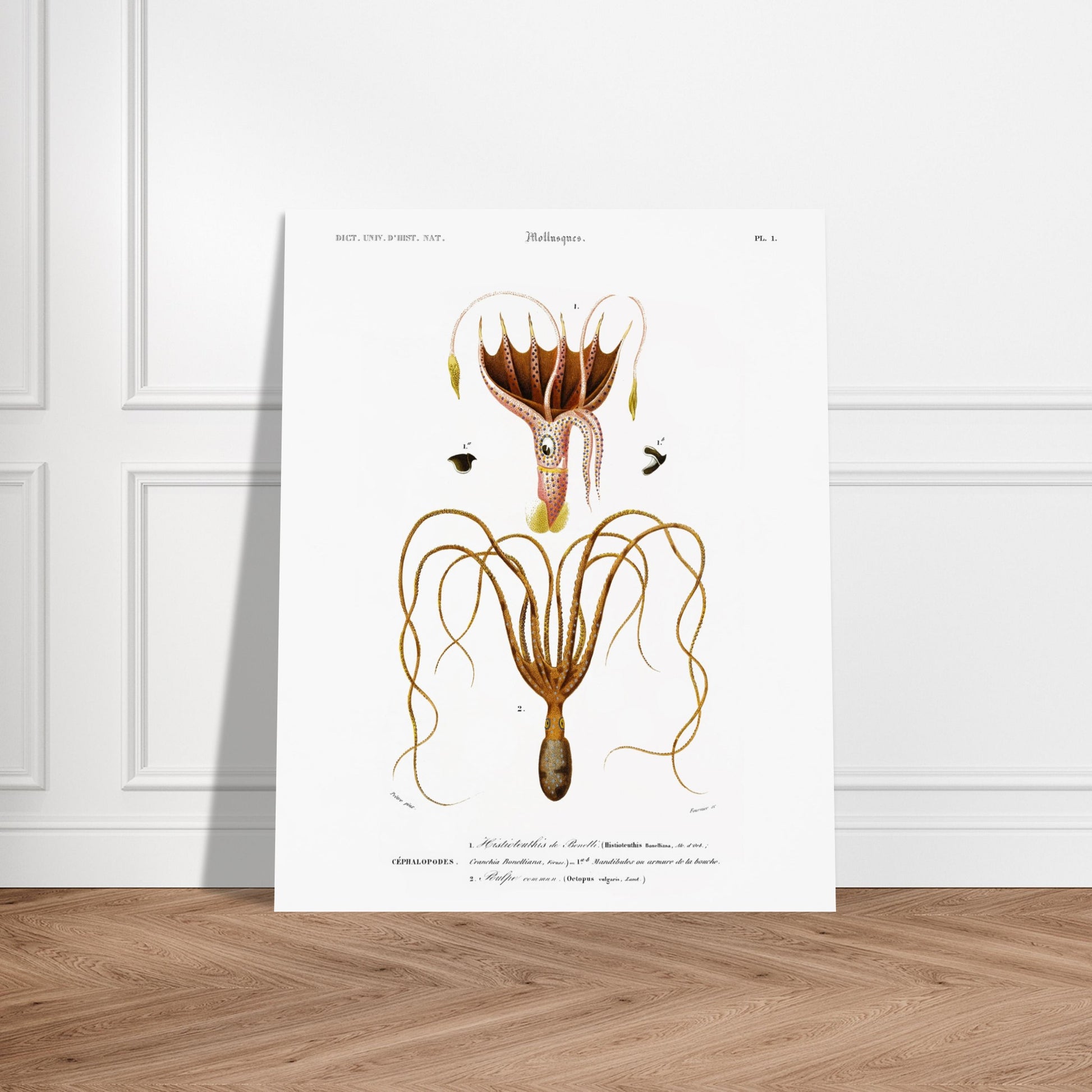 Histioteuthis de Bonelli, Poulpe commun - illustration naturaliste du Dictionnaire Universel d'Histoire Naturelle de Charles d'Orbigny - image 52902915703117