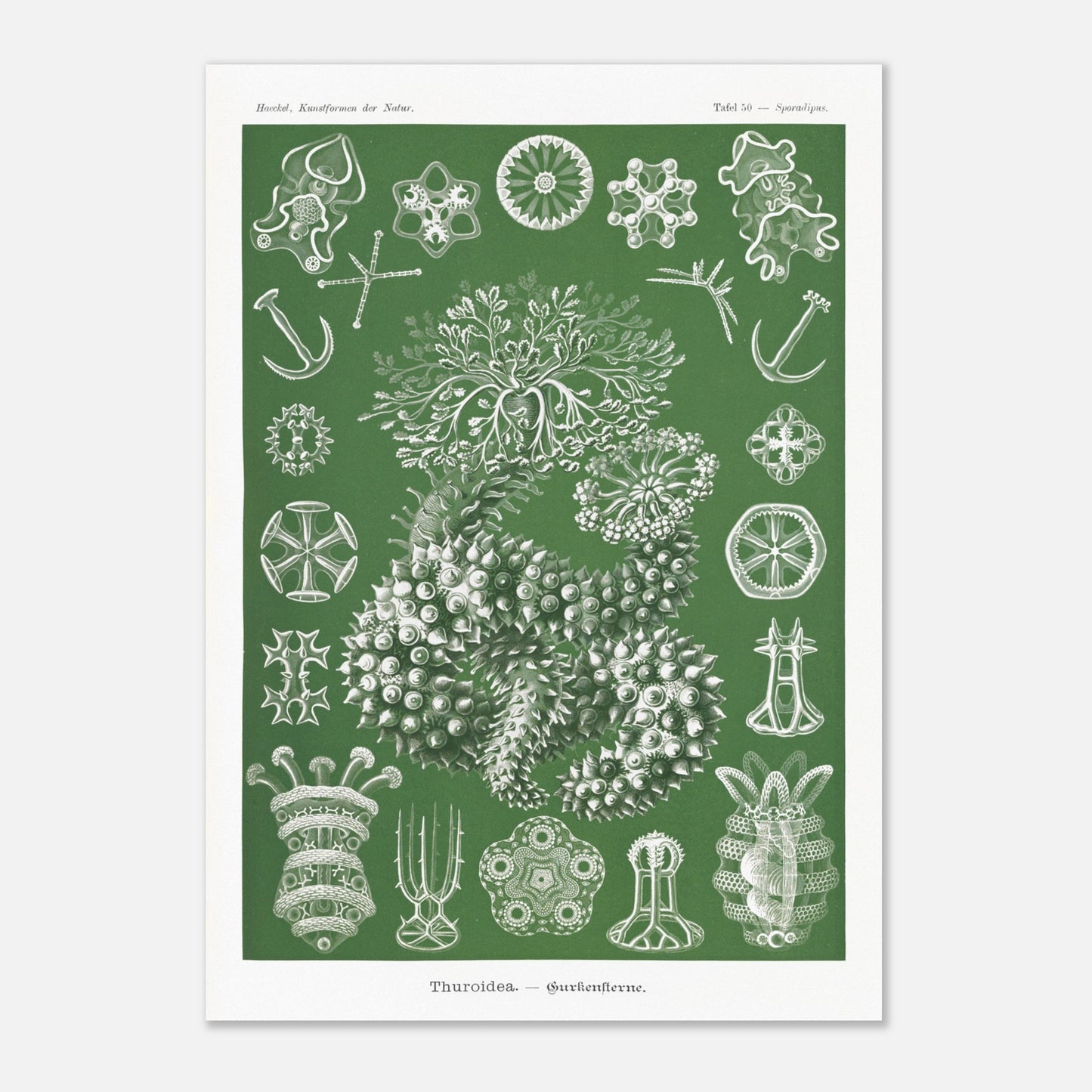 Planche naturaliste d'holothuries par Ernst Haeckel (29,7x42 cm (A3)). Planche d'illustrations naturalistes d'Ernst Haeckel représentant des holothuries.