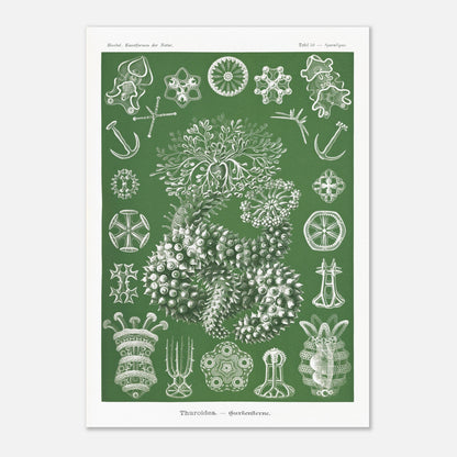 Planche naturaliste d'holothuries par Ernst Haeckel (29,7x42 cm (A3)). Planche d'illustrations naturalistes d'Ernst Haeckel représentant des holothuries.