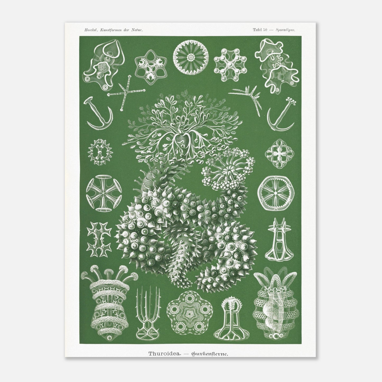 Planche naturaliste d'holothuries par Ernst Haeckel (30x40 cm). Planche d'illustrations naturalistes d'Ernst Haeckel représentant des holothuries.