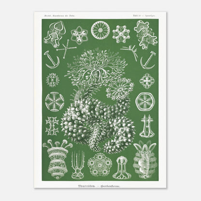 Planche naturaliste d'holothuries par Ernst Haeckel (30x40 cm). Planche d'illustrations naturalistes d'Ernst Haeckel représentant des holothuries.
