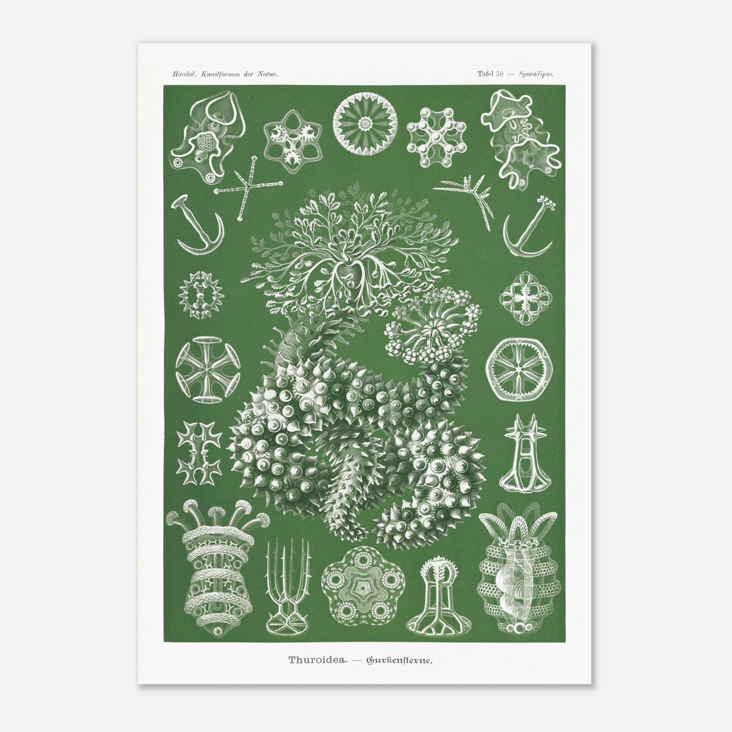 Planche naturaliste d'holothuries par Ernst Haeckel (42x59,4 cm (A2)). Planche d'illustrations naturalistes d'Ernst Haeckel représentant des holothuries.