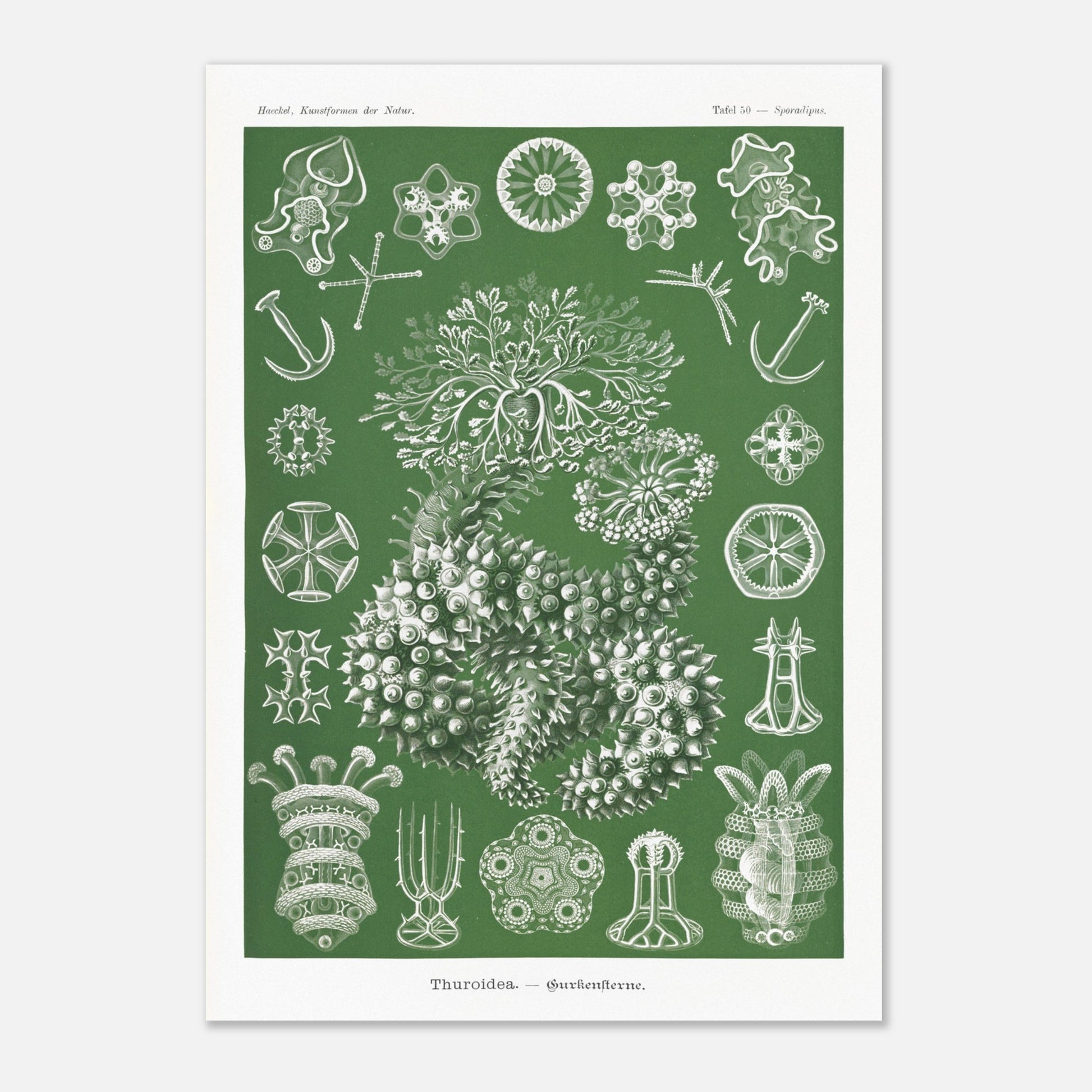 Planche naturaliste d'holothuries par Ernst Haeckel (42x59,4 cm (A2)). Planche d'illustrations naturalistes d'Ernst Haeckel représentant des holothuries.