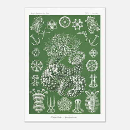 Planche naturaliste d'holothuries par Ernst Haeckel (42x59,4 cm (A2)). Planche d'illustrations naturalistes d'Ernst Haeckel représentant des holothuries.