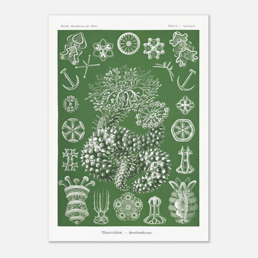 Planche naturaliste d'holothuries par Ernst Haeckel (42x59,4 cm (A2)). Planche d'illustrations naturalistes d'Ernst Haeckel représentant des holothuries.