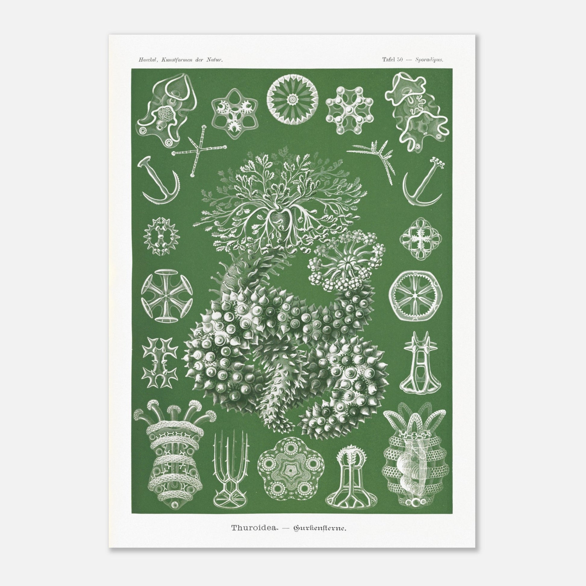 Planche naturaliste d'holothuries par Ernst Haeckel (50x70 cm). Planche d'illustrations naturalistes d'Ernst Haeckel représentant des holothuries.