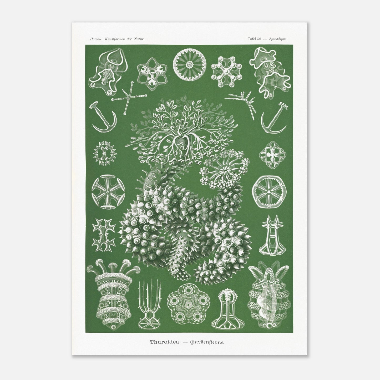 Planche naturaliste d'holothuries par Ernst Haeckel (59,4x84,1 cm (A1)). Planche d'illustrations naturalistes d'Ernst Haeckel représentant des holothuries.