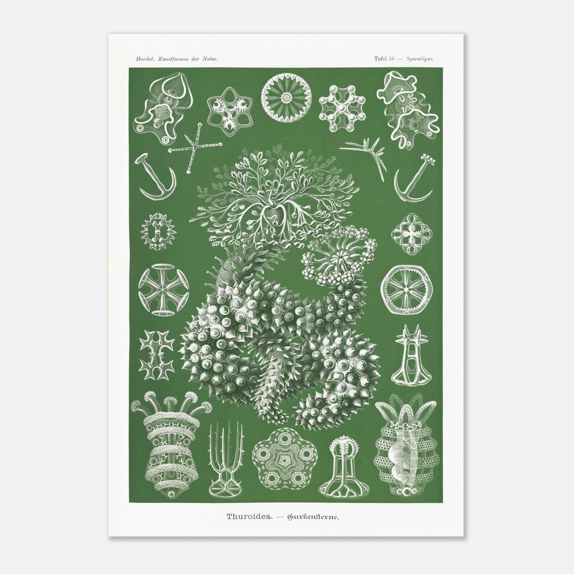 Planche naturaliste d'holothuries par Ernst Haeckel (59,4x84,1 cm (A1)). Planche d'illustrations naturalistes d'Ernst Haeckel représentant des holothuries.