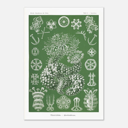 Planche naturaliste d'holothuries par Ernst Haeckel (59,4x84,1 cm (A1)). Planche d'illustrations naturalistes d'Ernst Haeckel représentant des holothuries.