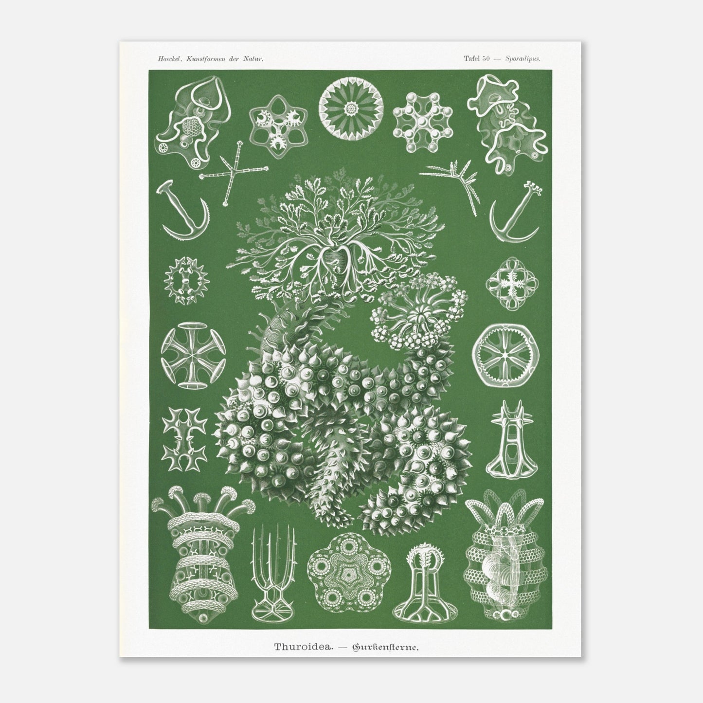 Planche naturaliste d'holothuries par Ernst Haeckel (60x80 cm). Planche d'illustrations naturalistes d'Ernst Haeckel représentant des holothuries.