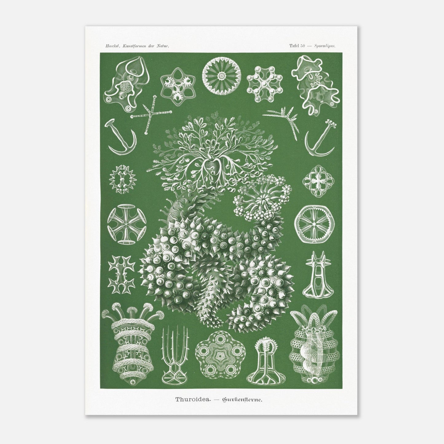 Planche naturaliste d'holothuries par Ernst Haeckel (70x100 cm). Planche d'illustrations naturalistes d'Ernst Haeckel représentant des holothuries.