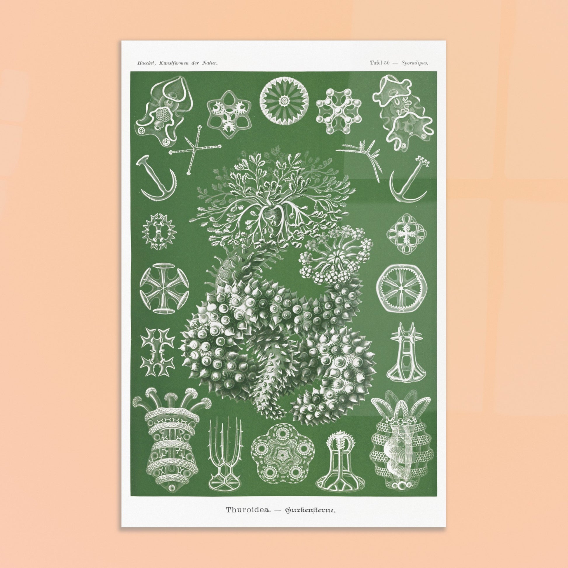 Planche naturaliste d'holothuries par Ernst Haeckel. Planche d'illustrations naturalistes d'Ernst Haeckel représentant des holothuries. Image d'illustration 8